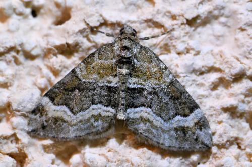Réf. 348 058 : Perizoma bifaciata